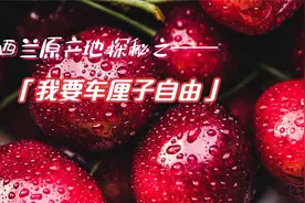 南纬45新西兰最好的车厘子原产地，兼备口感和风味视频封面