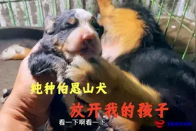 2023年第一窝伯恩山生了，小伙想看看小狗，结果狗妈妈拦着不让看视频封面
