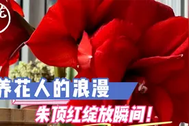 养花人的浪漫，朱顶红绽放瞬间，最美的一刹那！视频封面