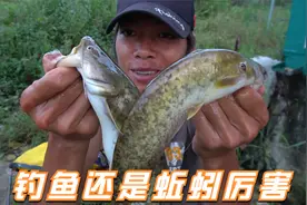 下大暴雨过后就是好钓鱼，蚯蚓不仅能钓鲶鱼，连草鱼都吃！视频封面