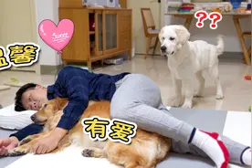 当主人搂着狗狗睡觉，另一只会是什么反应？视频封面