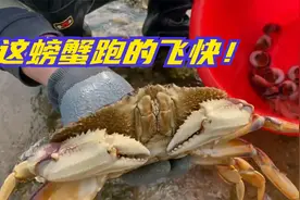 沙滩上的猫眼螺越来越多了！八爪鱼活动也异常活跃！收获满满啊！视频封面