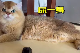 谁见过尿自己一身的猫咪？视频封面