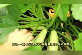 西葫芦如何实现高产优质种植？视频封面