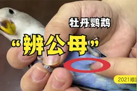 牡丹鹦鹉，如何辨别它的公母，手把手教你看视频封面