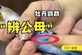 牡丹鹦鹉，如何辨别它的公母，手把手教你看视频封面