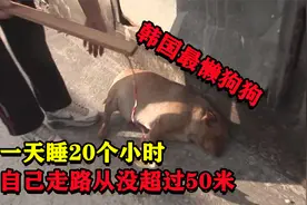 韩国最懒的狗子，从来没靠自己走路超过50米，一天要睡20个小时视频封面