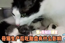 宠物知识科普！母猫生产后吃胎盘，有什么影响？视频封面
