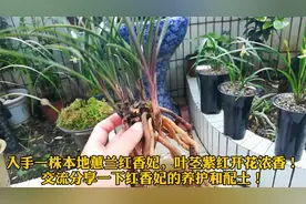 入手一株本地蕙兰红香妃，叶茎紫红花浓香，交流养护和配土介绍！视频封面