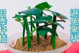 月季花扦插容易黑杆？快来试试这种方法，长根快成活率高告别黑杆视频封面