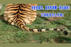 老虎的尾巴，真的和钢鞭一样厉害吗？它到底有什么作用？视频封面