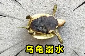 小乌龟溺水了！四脚朝天死不瞑目？还能不能救活了？视频封面
