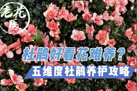杜鹃好看花难养？把握好这5个维度，养好杜鹃并不难！老花医详解视频封面