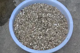 花生壳是养花的好料，但你知道怎么发酵使用吗？今天教给你一招视频封面