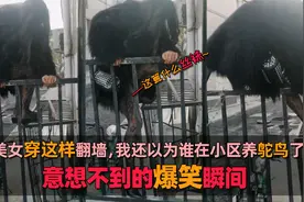 意想不到的爆笑瞬间，美女穿这样翻墙，我还以为谁在小区养鸵鸟了视频封面