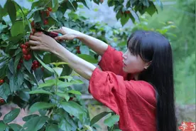 李子柒的田园生活太惬意了，一段自制冰激凌，无数外国网友想尝鲜视频封面