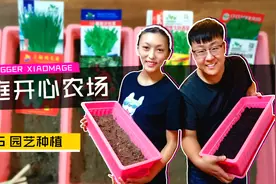 网购种菜盆到货，夫妻开辟家庭农场，用东北黑土种王鸥同款鸡毛菜视频封面