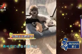 看主人围观它喂奶，狗子赶紧把腿抬高：看你饿了，要不也来两口？视频封面