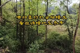 在这些地形放诱蜂箱肯定来蜂，你会选择放在哪些位置供大家参考视频封面