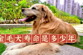 金毛犬寿命是多少年，金毛一般能活多久视频封面