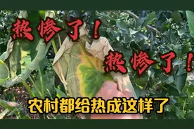 热惨了！四川高温天气室外温度50度左右，农村又到底热成什么样了视频封面