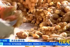 山东安丘生姜出口大幅增加，百万吨生姜销往世界各地|第一时间视频封面