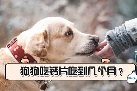 狗狗吃钙片吃到几个月视频封面