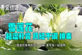 雪莲花味甘性温祛湿补肾强筋骨缓解体虚月经问题促进新陈代谢视频封面