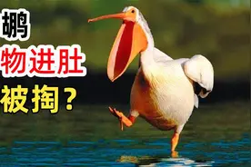 鹈鹕大嘴生吞幼鸟！食物进肚竟被掏？都是嘴大惹的祸视频封面