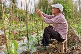 简单的豆角爬藤绑蔓方法与技术，不仅能加快成长，还能提高产量视频封面