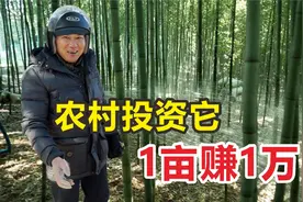 同样在农村务农，浙江农民1年能赚40万！看看人家是怎么做的视频封面