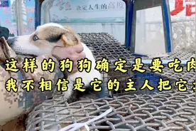 狗肉车上的柯基，被解救后感动的流泪，我不相信它是被卖的视频封面