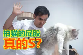大场面 用7只猫测试 拍猫的屁股到底让它开心还是骂爹