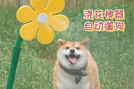 太轻松了！自动浇花神器成了狗子的减肥利器视频封面