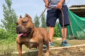 这只恶霸犬被誉为战争贩子，浑身的伤疤还是特别爱打架，来欣赏下视频封面