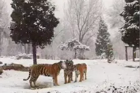 北京野生动物园大老虎雪后秒变大猫 看这些憨憨撒花儿！视频封面