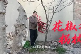 用花椒树做一个拐杖，邻居说㓮个龙头，我认为还是自然美！视频封面