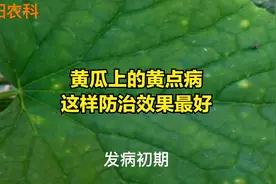 黄瓜上的黄点病，用这几个新药，只需喷2遍，就可快速控制