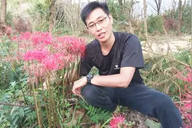 传说中的“见花不见叶，见叶不见花”那么漂亮的花却不敢带回家！视频封面