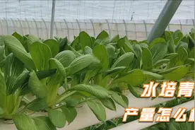 备受争议的水培青菜，产量如何？第一茬称重测产量视频封面