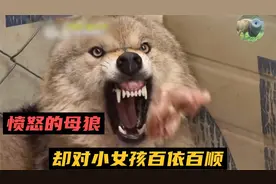 母狼饿了两天两夜，还对着主人龇牙咧嘴，却对小女孩百依百顺视频封面