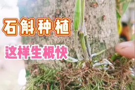 干货：种植石斛用这三种方法成活率高，长根快，并且简单易操作！视频封面