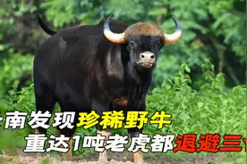 云南发现8头珍稀野牛，重达1吨身穿白袜，老虎都不敢轻易招惹视频封面
