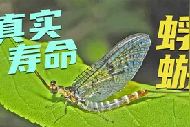 朝生暮死的蜉蝣也敢与天搏命? 蜕皮后无法进食 繁衍后代后就死去