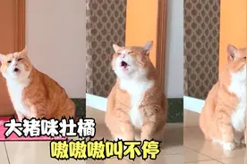 大嗓壮橘：全网最会叫的大橘猫，嗓门响亮中气足视频封面