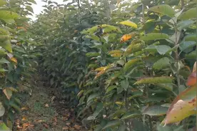 大樱桃，沙蜜托又名皇帝，易丰产抗裂好大家来了解一下视频封面