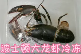 把波士顿大龙虾冷冻24小时，还能复活吗？肯定能满足你的好奇心视频封面