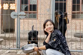 狗狗的年龄相当于人类的几岁？聊到这个问题有可能会心酸，类目视频封面