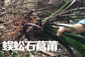 深山石壁上有种植物的根茎象蜈蚣，作用大用途广，你们认识吗视频封面