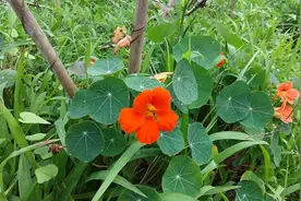金蓮花科 金蓮花 又叫旱荷花 試食视频封面